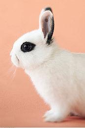 《红魔城蕾米莉亚：绯色交响曲》7月28日推出